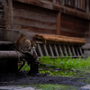 地元繁華街のねこさん