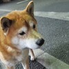 ちゃたろーがその飼い主を連れて遊びキター