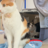 猫のワクチン接種★にゃんぱく宣言 |=ﾟωﾟ)ﾉ!!