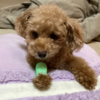 【体験談】犬が膵炎に…原因はネギチャーハン？症状・治療・後悔したこと