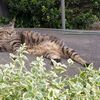 (=^・^=)みんなでカミキリを捕まえよう　＆　　フーランの出店