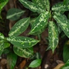 Aglaonema pictum"ちゃんぷーる"from Padangsidempuan【AZ1223-1c】AZ専売