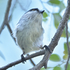 エナガとメジロが多めのカラの混群