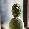 うちのはやっぱり軟弱なのかしらん