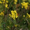 菜の花とタヒバリ