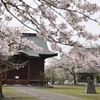 ◆今季、終盤を迎えた当地の桜（いすみ市　天神社・椿公園）