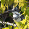 🦜野鳥の回【153】榛原室生ダムと深谷龍鎮渓谷・オオルリとヤマセミ（4/15）