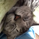 ねこの日記
