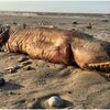 アメリカ ハリケーン ハービー被害で海岸に打ち上げられた 謎の生物!?