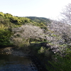 自分で植えた桜で花見をしよう