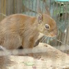 東京駆け足観光４　ホンドリス＠上野動物園＆今日の独り言