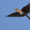 ヒバリ囀り飛翔●●お手軽「鳥の写真バッジ」が作れます●●春の長閑な情景のイメージ、ですが...