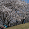 馬見丘陵公園の花たち 2026年4月上旬　桜とチューリップ