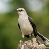 ベリーズ　日常の中の野鳥たち