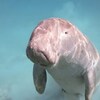 ジュゴンという海洋動物についてあらためて学習しよう