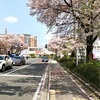 国立の桜