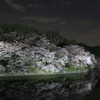 千鳥ヶ淵の夜桜