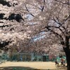 新年度、桜の木の下で