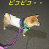 なぜ柴犬に惹かれるの？だよ。