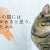 うちの猫には予知能力があると思う、たぶん