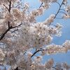 冨士霊園で桜の見納め。
