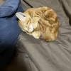 ネコが居る暮らし　ネコずくし
