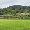 朝歩いても汗だくなら走る