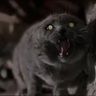 ホラー映画と猫が好き。。