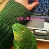 サザナミインコのお嬢(仮名)