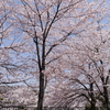 桜咲く