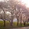 桜ドライブ2016 （長野・高島公園〜千人塚公園）