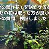 ブセファランドラの蕾は取る？取らない？花を咲かせる条件も紹介！
