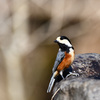 【秦野エリアで探鳥】群れをなす＂イカル＂、今年もやって来た＂ヒレンジャク＂など…　　 　野鳥撮影《第255回目》