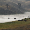 Bison Crossing Yellowstone River