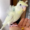 わが家のインコとトウモロコシ🌽