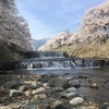 朝から桜巡りをする日々