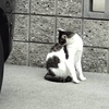 保険業界の闇と、猫と、ゴジュウジャーの日曜日