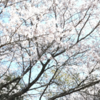 お花見　♫♫♫　
