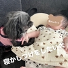 一升餅とは？・Baby怪獣誕生からもうすぐ1年・初めての対面・初めての喧嘩？！🐶