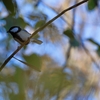 野鳥の季節