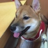 愛犬のすねた背中