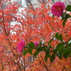 さざんか山茶花咲いた道～・・・