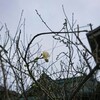 土曜日、晴れ。