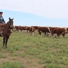 アルゼンチンビーフ（世界の肉用牛１）　アルゼンチンでは5500万頭の牛が飼育飼育されています．広大なパンパで草だけを食べて育ち，その肉は明るい赤色で，柔らかくジューシー，程よい脂肪のマーブリングによって豊かな味わいが生まれます．伝統的に，肉は炭火で焼かれて，チミチュリソースを添えて提供されます．伝統のグリル文化「asado」は単なる料理ではなく，炭火を使った集いの文化そのもの．肉の種類（ショートリブ，リブアイ，フランクなど）を組み合わせ，時間をかけて焼き上げる儀式が食卓の中心です．
