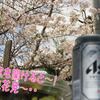 窓を開ければ、そこには桜ちゃん～家から花見・・