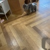 猫カフェ