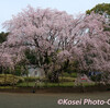 六義園（りくぎえん）の枝垂れ桜