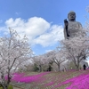 牛久大仏の桜＆芝桜2023が見ごろに！現在の開花状況、共演はいつまで楽しめる？【茨城】