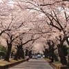 数百本の桜！緑ヶ丘霊園でお花見！