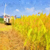 「秋の詩」の稲刈り開始。完全無農薬有機栽培米を刈る
